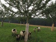 Schafe auf einer Streuobstwiese