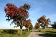 Obstbaumallee im Herbstlaub