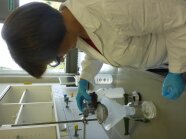 LfL Mitarbeiterin siebt und wäscht Insektenbiomasse im Labor