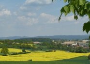 durch Hecken strukturiertes blühendes Rapsfeld