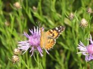 Distelfalter auf einer Flockenblume