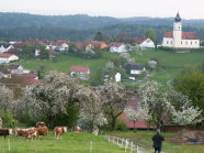 Streuobstbäume bei Lalling