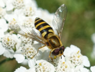 Eine große Schwebfliege sitzt auf einer Schafgarbenblüte.