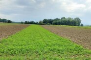 Erbsen-Wicken-Gemenge im Feld