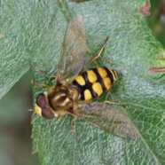 Feldschwebfliege auf Weißdornblatt