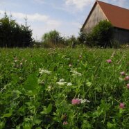 Artenreiche Kleegrasmischung mit blühendem Kümmel und Klee