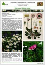 Poster mit Bildern und Texten zum Gänseblümchen (Bellis perennis) aus der Reihe Essbare Wildkräuter.