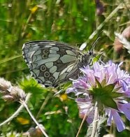 Schachbrett (Melanargia galathea) auf einer lila Blüte in einer Blumenwiese