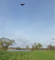 Vogelscheuche in Form eines Drachens