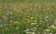 Artenreiche Wiese in Franken