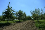Gefräste Baumstreifen, Grassl-Hof, Ruhpalzing