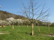 Streuobstwiese mit kleinen jungen Baäumen