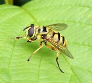 Totenkopfschwebfliege <i>(Myathropa florea)</i> putzt sich.