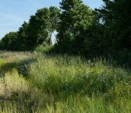 Hecke aus Bäumen und Gehölz mit einer Artenreichen Wiese davor