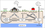 Stickstoffkreislauf im Boden