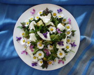 Wildkräutersalat mit Gänseblümchen