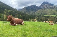 Mehrere Kühen wiederkäuen auf einer Almweide