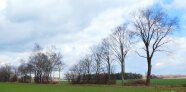 Baumreihe mit Sträuchern dazwischen