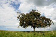 Landschaft mit Apfelbaum