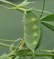 Nahaufnahme einer Platterbsenhülse, vier Samen sind zu erkennen