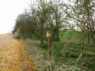 Bienennisthilfe im Übergang von Hecke und Acker
