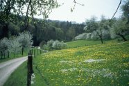 Blühende Streuobstbäume - reich strukturierte Landschaft