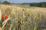 Mohn und Ackerrittersporn blühen am Ackerrand