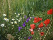 Buntblühende „Ackerwildkräuter“ am Rand eines Gerstenfeldes