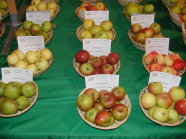 Präsentation verschiedener Apfelsorten