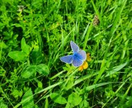 Hauhechel-Bläuling (Polyommatus icarus) auf einer gelbblühenden Pflanze