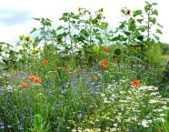 bunt blühende Blühfläche