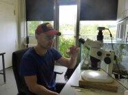 LfL-Mitarbeiter untersucht die Insekten unter einem Mikroskop