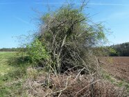 Hecke mit kahlen Zweigen