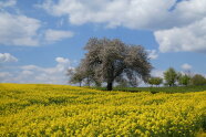 Ein einzeln in der Landschaft stehender Apfelbaum an einem Rapsfeld.