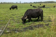 Büffel auf der Weide