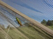 Wiesengrashüpfer (Chorthippus dorsatus) im Netz der Malaisefalle