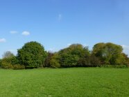 strukturierte Hecke vor Grünland