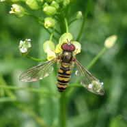 Hainschwebfliege an gelber Blüte