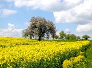 Rapsfeld mit dahinterliegender Streuobstwiese