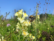 Biene fliegt an eine gelbe Blume