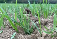 auf einem Feld sind die ersten Blätter der Pflanzen zu sehen