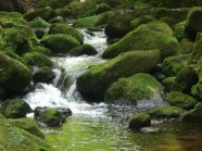 Bach aus Quellwasser