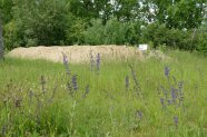 Wildbienennisthügel mit Infotafel in einer blühenden Wiese.