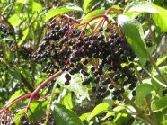 Zweig mit schwarzen Holunderbeeren