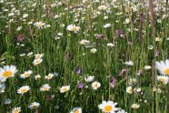 Margeriten, Glockenblumen und Kuckuckslichtnelken auf einer Wiese.