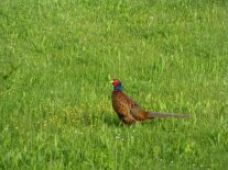 Fasan auf einer Wiese