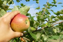 Hand mit Apfel