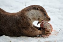 Fischotter im Schnee frisst einen Fisch. 