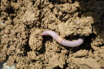 Ein Regenwurm kriecht aus seiner Regenwurmröhre heraus über feinkrümeligen Boden 
