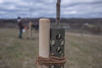 Ausschnitt eines Baumstämmchens mit Stammschutz an einem Pflock festgebunden